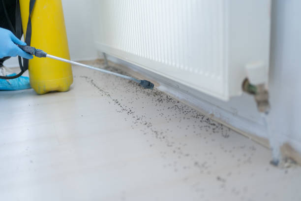 Best Wasp Removal Services  in El Portal, FL